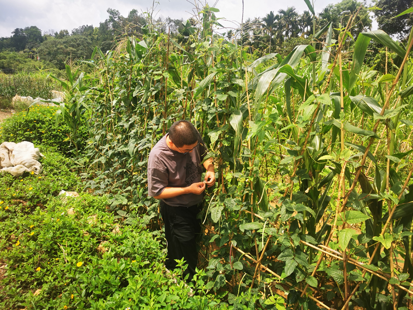 摩根体育

赴海南五指山市指导豇豆病虫害防.jpg