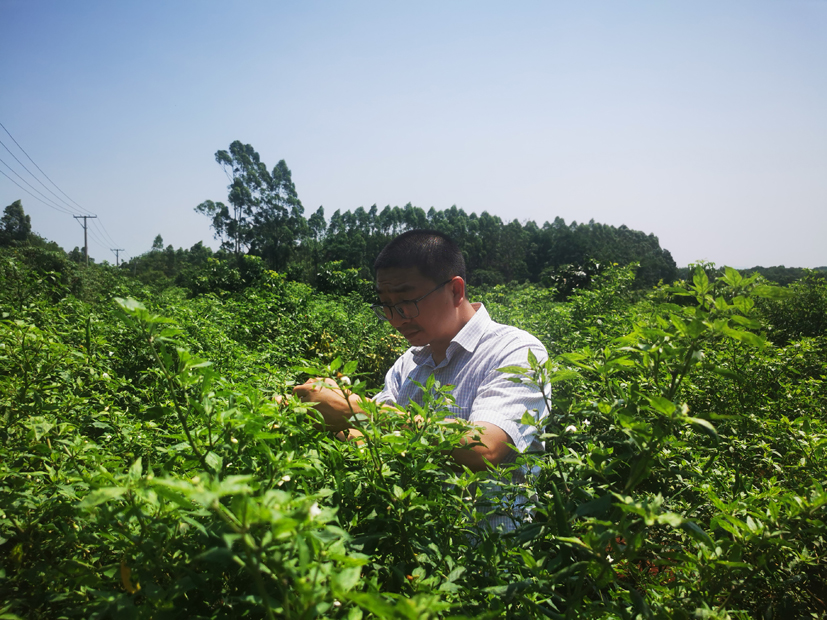 摩根体育

赴海南澄迈县瑞溪镇指导辣椒病虫害防控.jpg