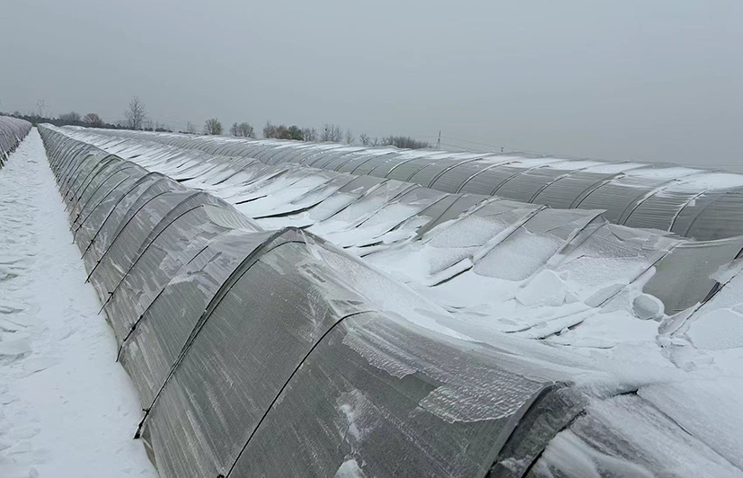 1 安徽塑料大棚倒塌.jpg